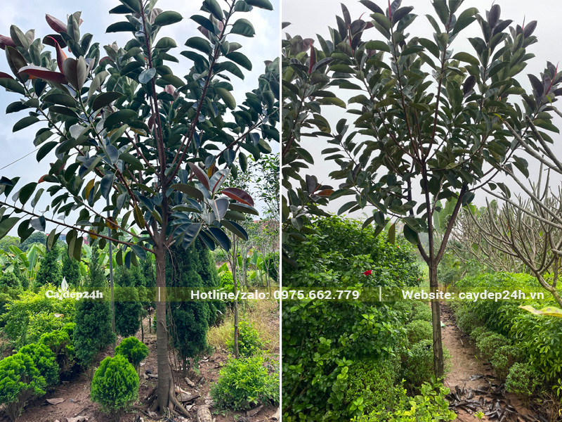 Đa Búp Đỏ loại nhỏ, đường kính gốc 7 - 10cm