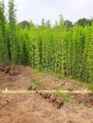 Vườn trồng và dâm ủ số lượng lớnc cây Trúc Quân Tử cao 2 - 2,5m