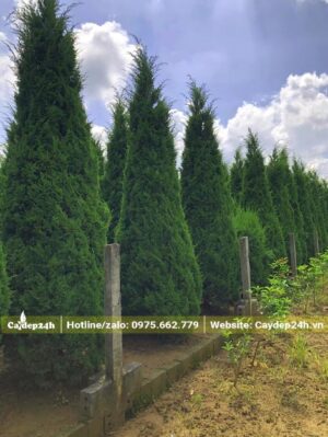 Hàng cây Tùng Tháp cổ thụ đường kính tán lên đến 1m