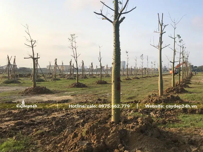 Những hàng cây công trình mới trồng với khoảng cách đều 4m/cây
