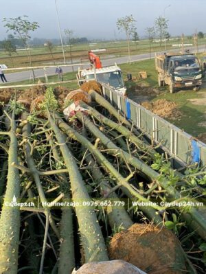 Mỹ Nhân công trình đk gốc 20cm đã xếp trên thùng xe