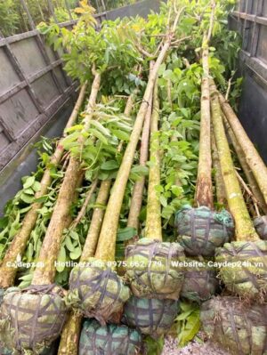 Hơn 20 cây Bằng Lăng đường kính gốc 12cm đã xếp gọn trên thùng xe