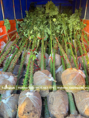 Hàng loại nhỏ, chiều cao hơn 2m, đường kính gốc khoảng 5 - 7cm