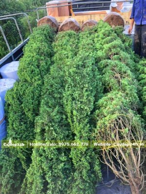 Những cây cảnh Tùng Tháp chiều cao 3m mới xếp lên thùng xe