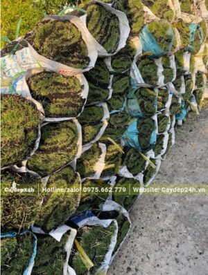 Các cuộn cỏ được bọc bao tải để tránh bị mất nước, hay bị rách