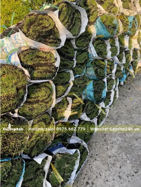 Các cuộn cỏ được bọc bao tải để tránh bị mất nước, hay bị rách