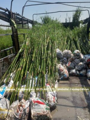 Hàng chục bịch Trúc Cần Câu xếp trên thùng xe tải