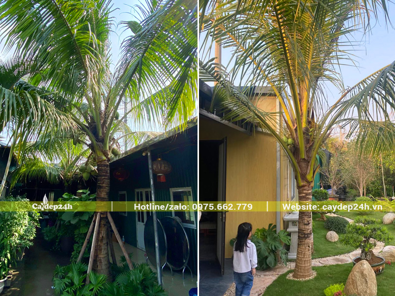 Trồng cây dừa trước nhà vườn, biệt thự