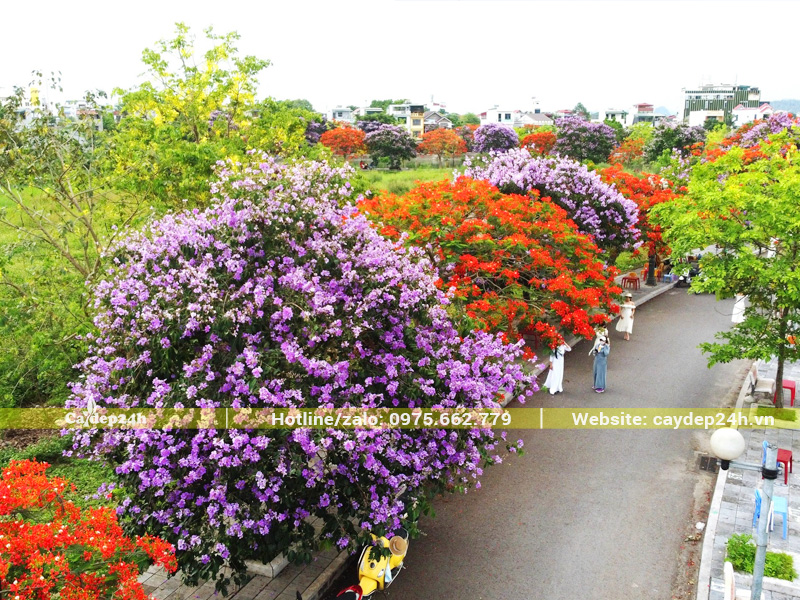 Hàng cây công trình đẹp, nở hoa rực rỡ