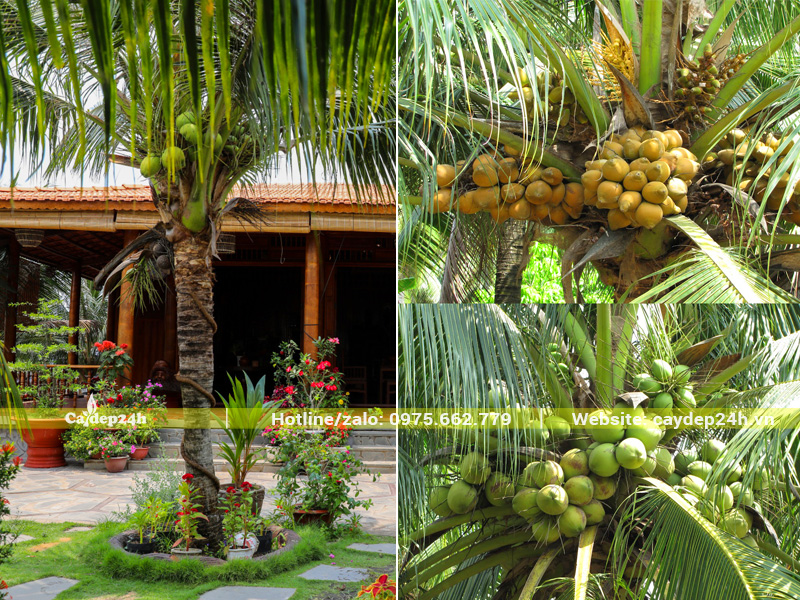 Trồng cây dừa trước sân nhà đem đến vượng khí, tài lộc