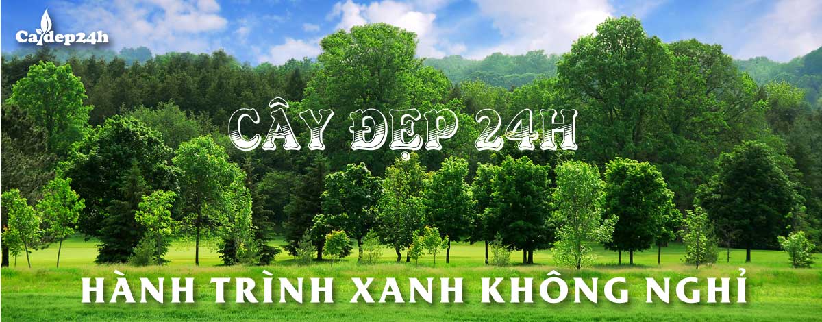 banner giới thiệu cây đẹp 24h