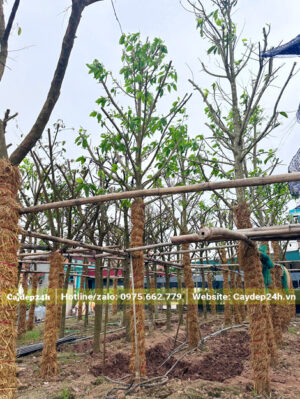Cây mới dưỡng ủ, thân được bọc rơm giữ ẩm cẩn thận