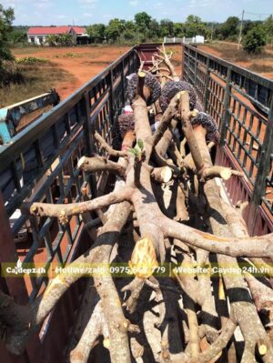 Xếp cây Bơ cổ thụ trên thùng xe
