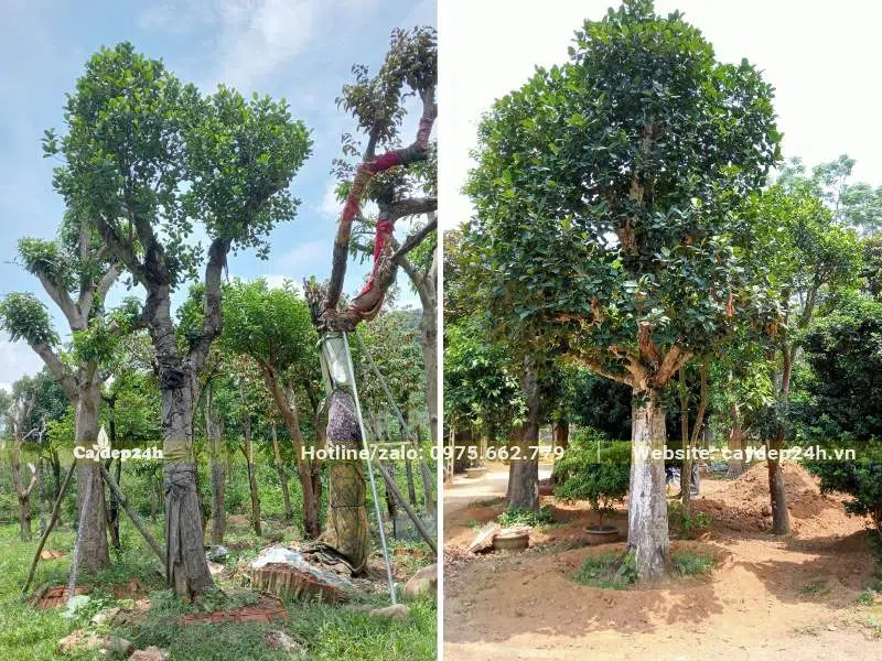 Cây Bóng Mát cổ thụ cao 5 - 6m, đường kính gốc 30cm trở lên