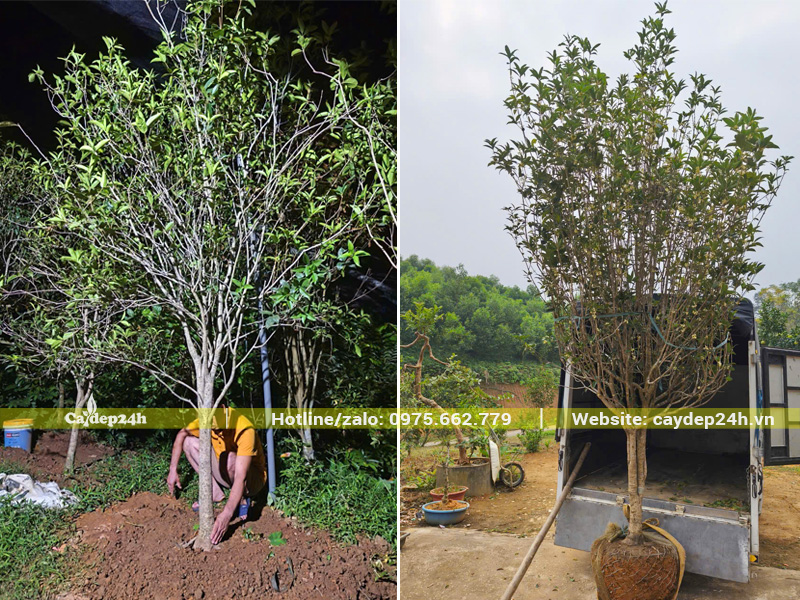 Cây Mộc Hương lâu năm vanh gốc 35 - 47cm