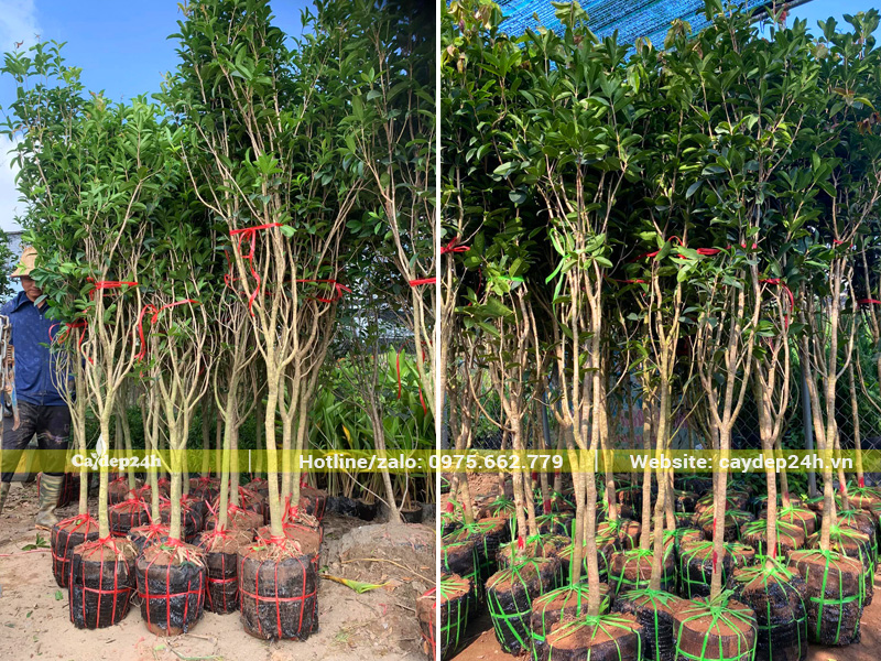 Những cây mộc hương trưởng thành, đường kính gốc 2 - 3cm, đánh thẳng tại vườn