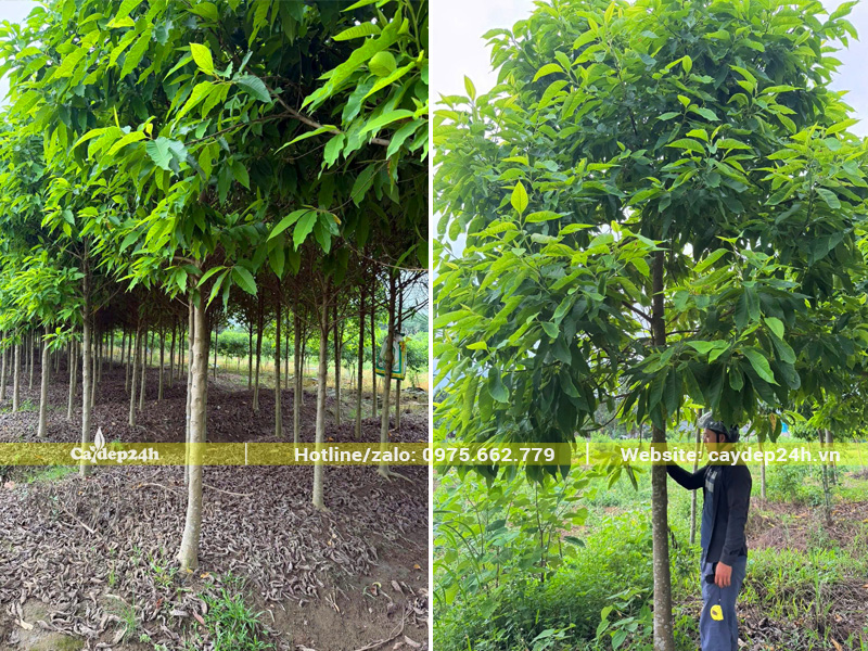 Cây ngọc lan trồng từ bé tại vườn, đường kính gốc 10cm trở lên, chiều cao đồng đều khoảng 3.5 - 4m