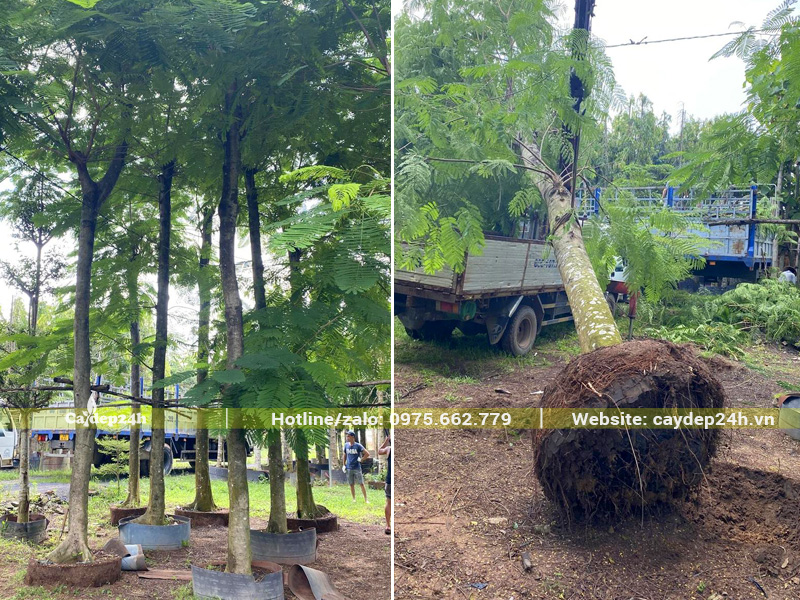 Vườn dâm ủ cây phượng vĩ hoa đỏ đường kính gốc trên 20cm, thoát thân 5m