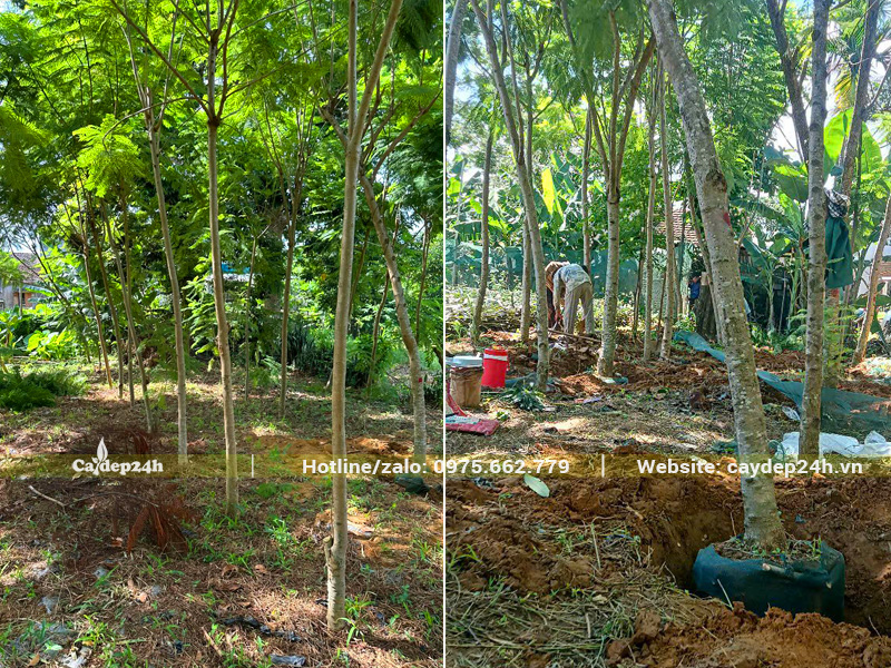 Vườn nuôi trồng cây phượng tím từ bé, cây đạt kích thước trưởng thành, chiều cao 5- 6m