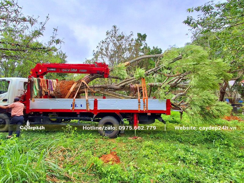 Xếp cây hoa phượng tím cổ thụ lên thùng xe cẩu tự hành