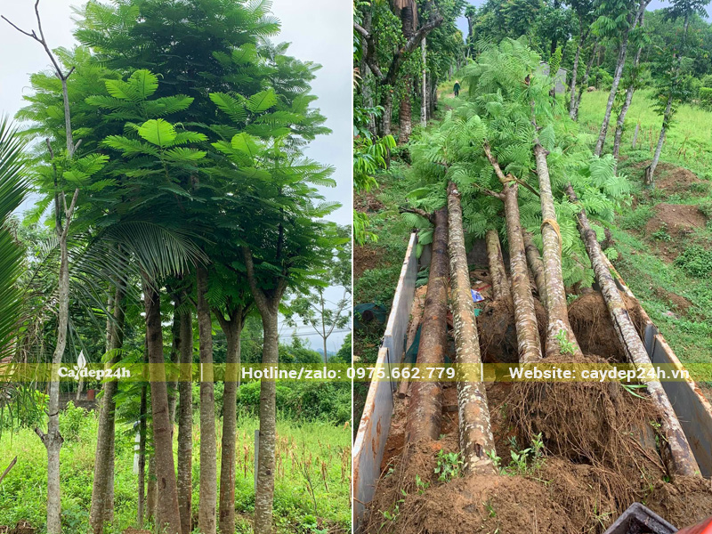 Bứng số lượng lớn cây phượng vĩ công trình đã dâ ủ hơn 1 năm tại Hải Phòng