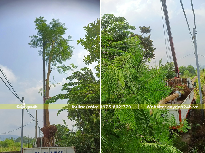 Cây phượng vĩ đường kính gốc 25cm, cao 6m được cần cẩu đưa lên xe
