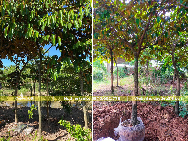 Cây vú sữa đánh thẳng đường kính gốc 10cm, thoát thân từ 1.5m trở lên