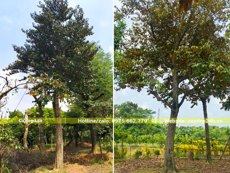 Hình ảnh thực tế cây vú sữa lâu năm đường kính gốc 25 - 30cm, chiều cao 5 - 6m