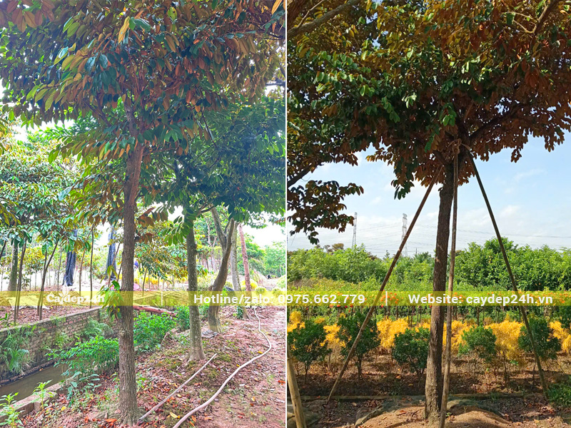 Vườn cây vú sữa công tình đường kính gốc 15cm, đánh thẳng tại vườn