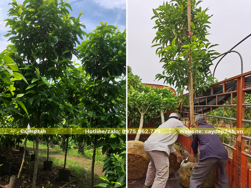 Bốc xếp số lượng lớn cây ngọc lan hoa trắng lên xe