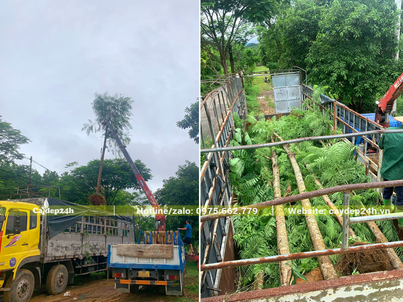 Cần cầu đang đưa những cây phượng vĩ công trình đường kính gốc 20cm lên thùng xe