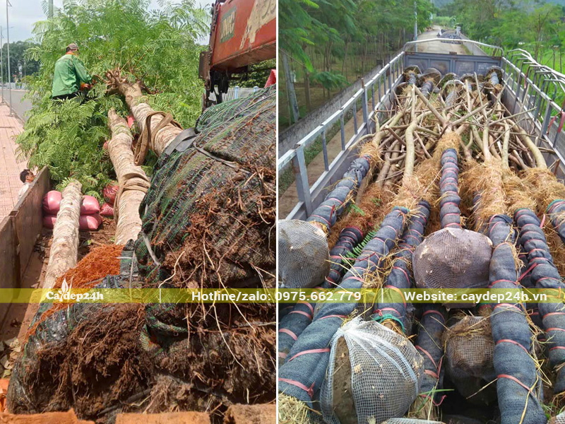 Cây phượng vĩ công trình được bọc lưới bầu và quấn thân bằng rơm, lưới