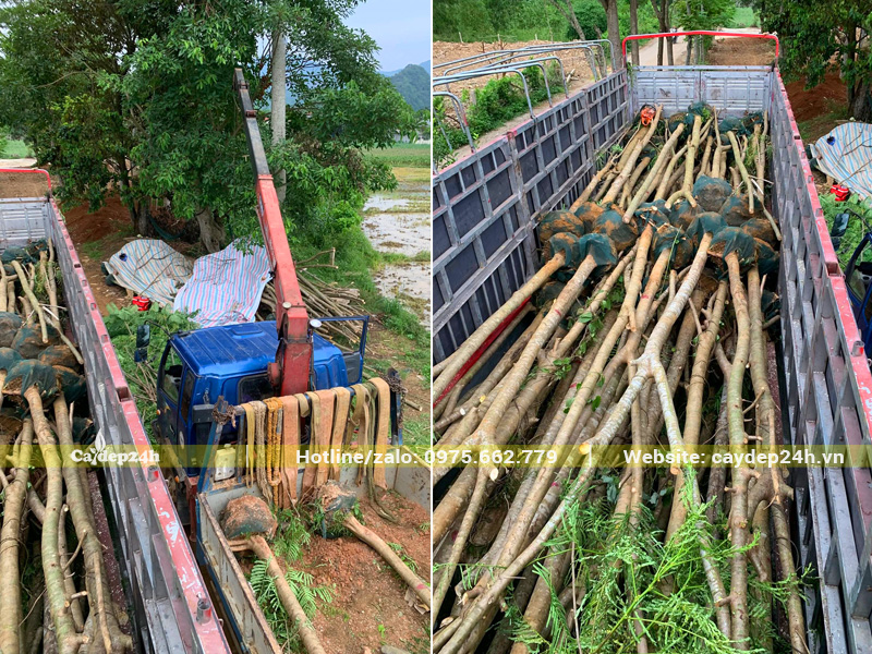 Xếp hàng trăm cây hoa phượng vĩ công trình lên thùng xe đầu kéo