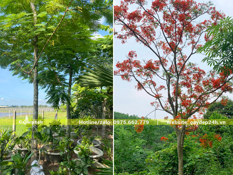 Cây phượng đỏ nở hoa đẹp