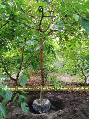 Vườn Bơ chuyên canh số lượng ca nghìn gốc, thoát thân khoảng 1,5m