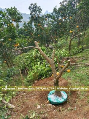 Cây Bưởi mới bứng và bó bầu vẫn đặc trong hố chưa chuyển ra xe