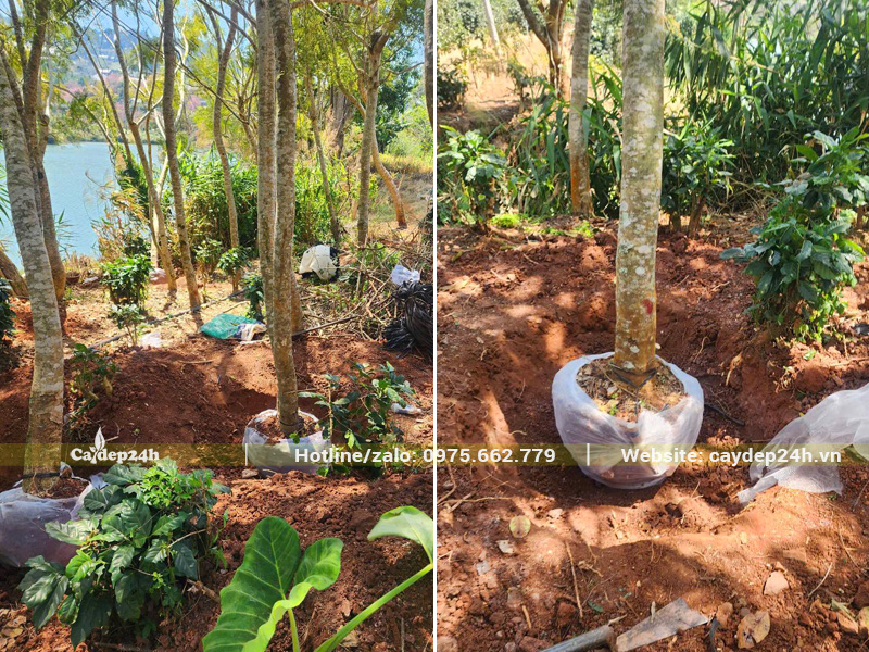 Bứng nóng cây phượng hoa tím đường kính gốc 15 - 20cm