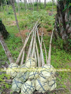 Phượng Vĩ đánh thẳng, đường kính thân đo cách gốc 1m là 5cm