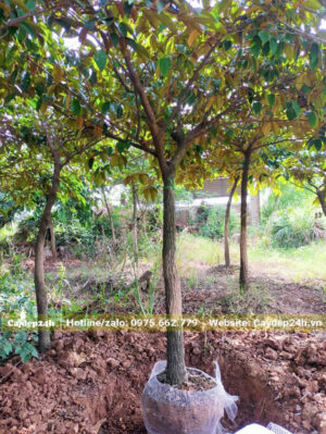 Bứng bầu cây Vú Sữa trưởng thành, đường kính thân khoảng 5 - 7cm