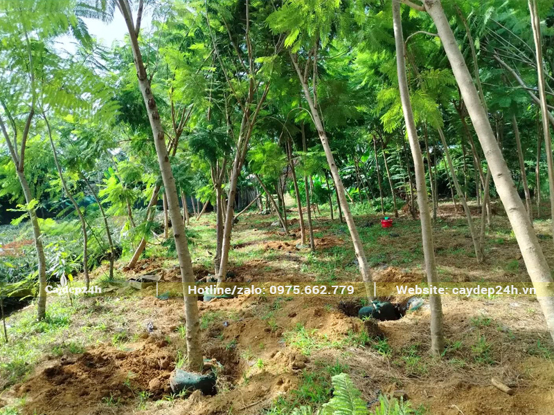 Bứng số lượng lớn cây hoa phượng tím công trình đường kính gốc 15cm