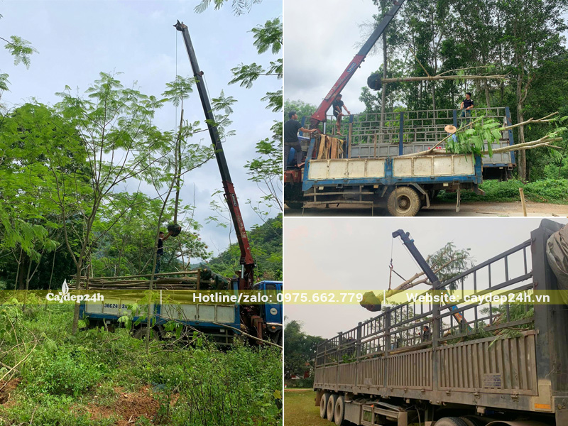 Bứng và giao số lượng lớn cây phượng vĩ hoa đỏ đường kính gốc 10cm