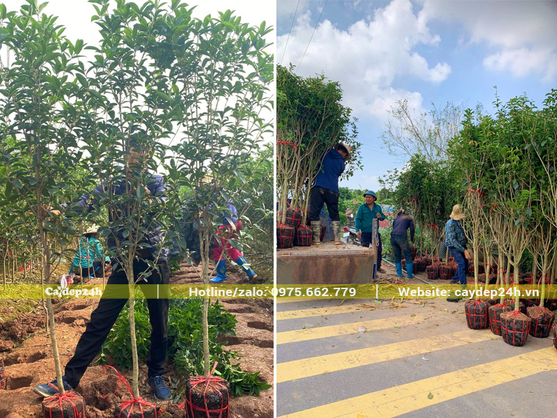 Bứng nóng cây mộc hương ta hoa vàng cao 2.5m