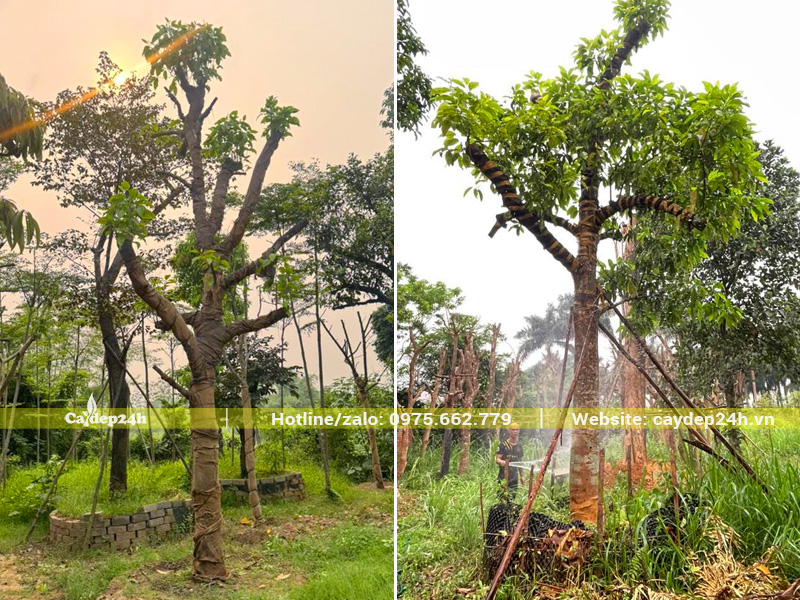 Công nhân tưới nước cho cây tại nhà vườn