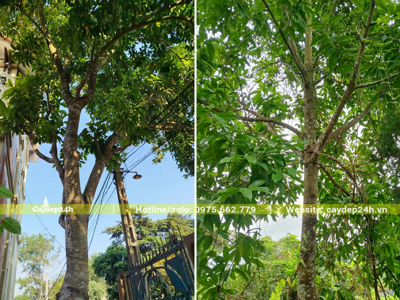Cây ngọc lan trồng sân vườn nhà nhiều năm, tán đều, lá xanh tốt, nụ hoa nhiều