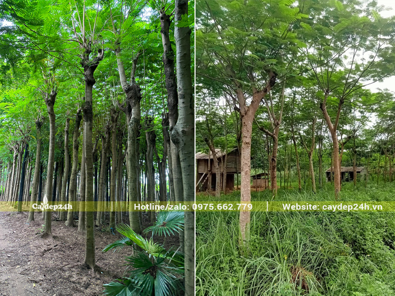 Vườn thuần dưỡng số lượng lớn cây phượng vĩ đường kính gốc 25cm trở lên