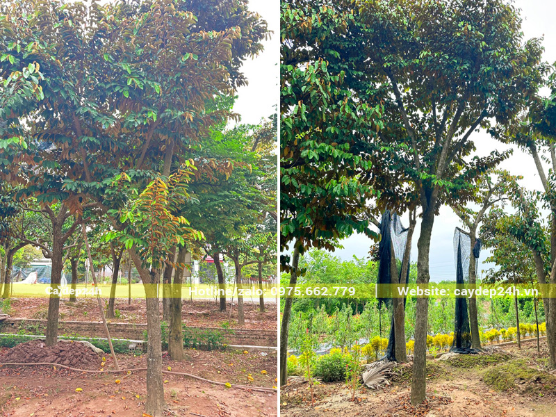 Vườn cây vú sữa công trình đường kính gốc 15cm, thoát thân thẳng cao 1.5m