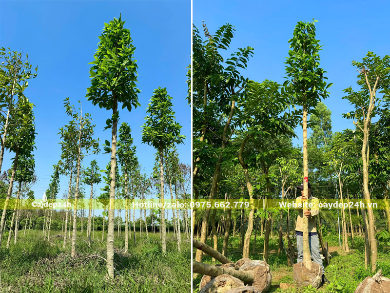 Bứng số lượng lớn cây ngọc lan công trình đã dâm ủ tại vườn ở Đồng Tháp