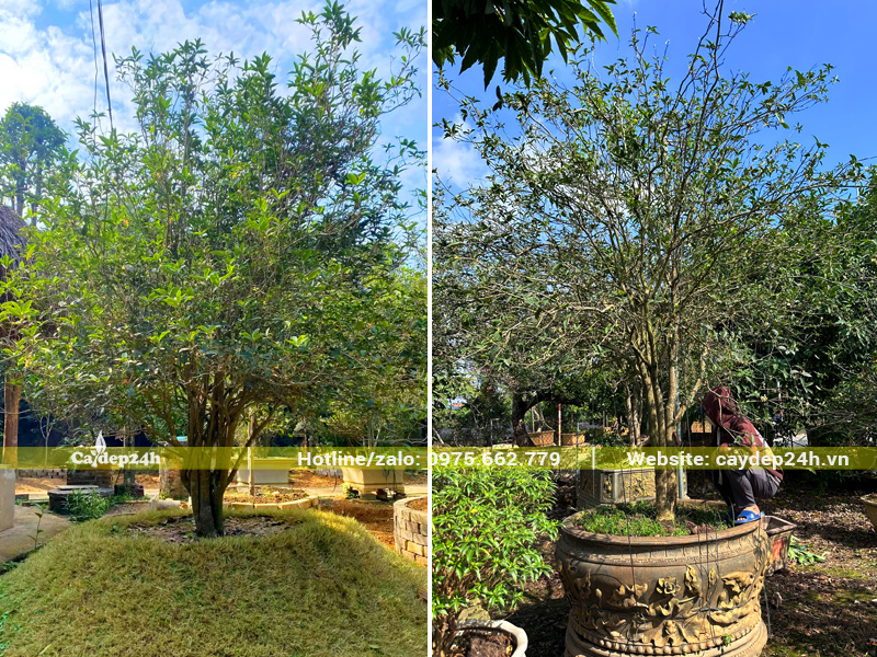 Trồng cây mộc hương cổ thụ ngoài sân vườn và trồng trong chậu cảnh lớn