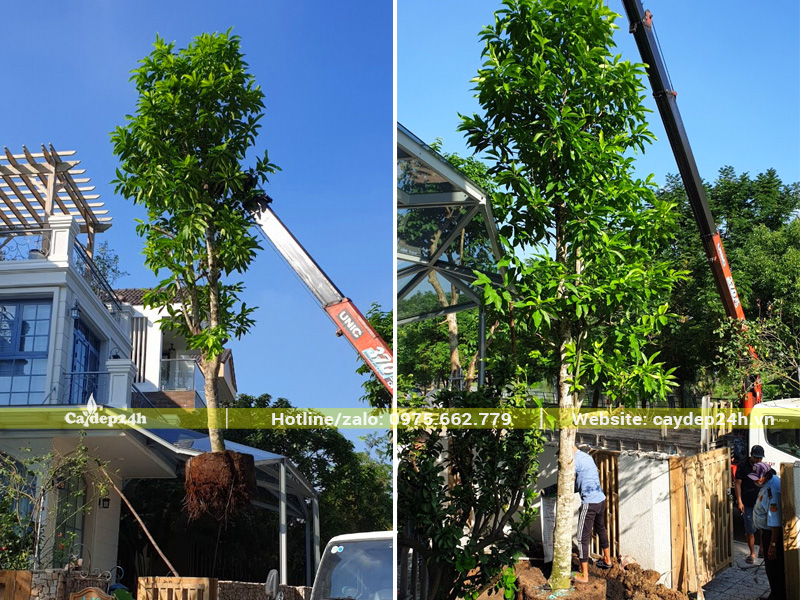 Cần cẩu đang hạ cây ngọc lan công trình vào hố trồng