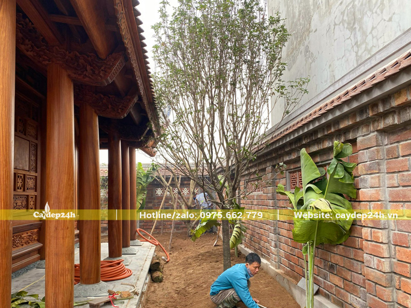 Cây mộc hương tàu kích thước lớn mới trồng